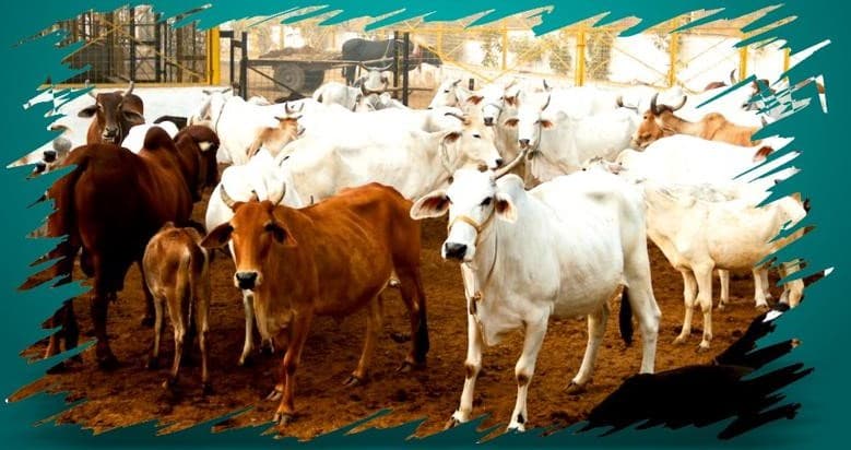 Animal Welfare & Gau Seva